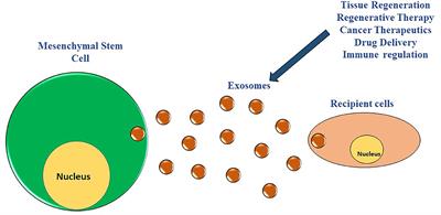 Recent Insight on the Non-coding RNAs in Mesenchymal Stem Cell-Derived Exosomes: Regulatory and Therapeutic Role in Regenerative Medicine and Tissue Engineering